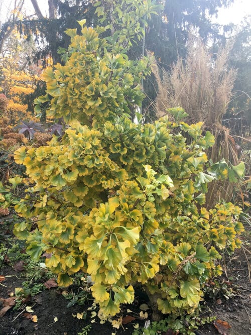 small trees, ginkgo 'gnome'