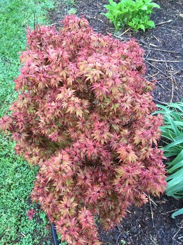 japanese maple