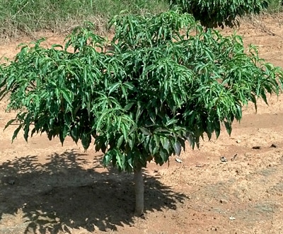 Cornus kousa 'Little Poncho' (flowering dogwood)