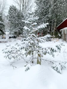 Blue Magoo spruce in the snow