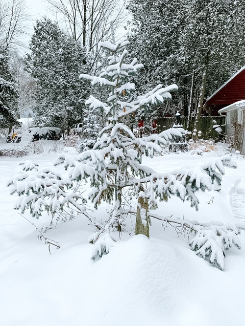 Blue Magoo spruce in the snow