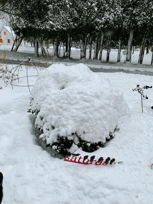 Boxwood under snow