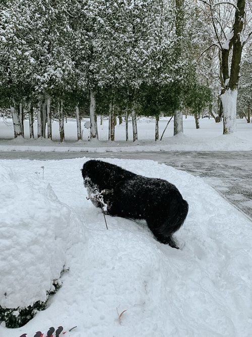 Dorothy in snow