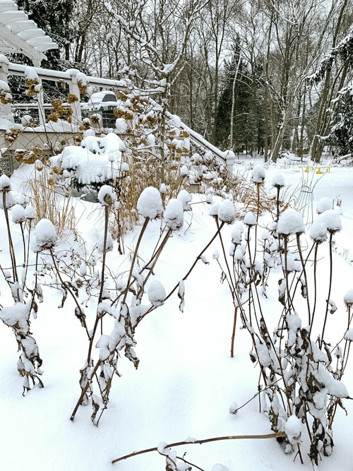 Echinacea in snow