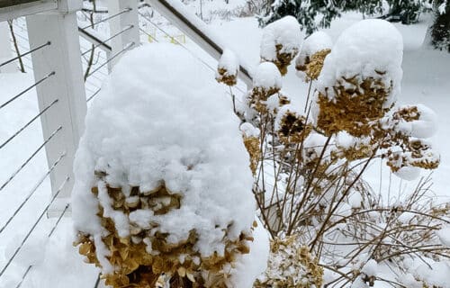 snow on hydrangeas