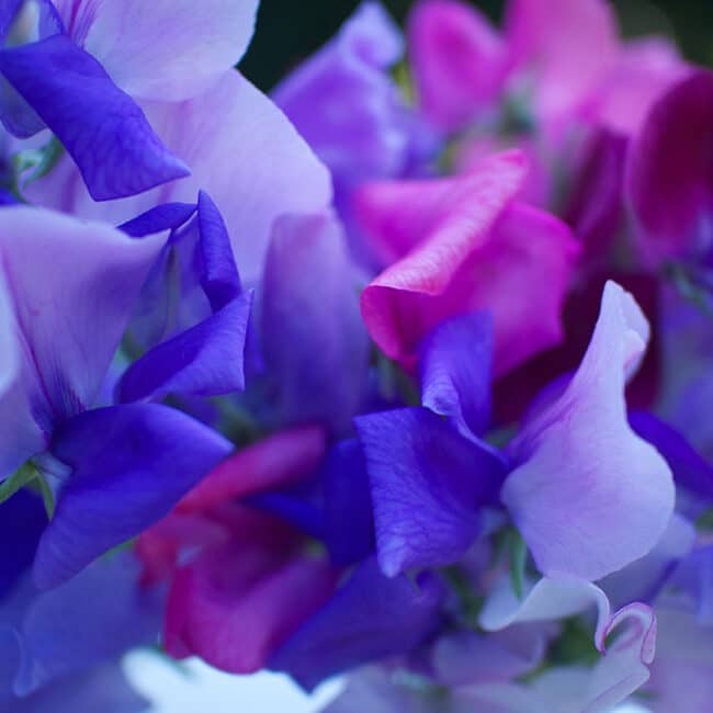 sweet pea bouquet