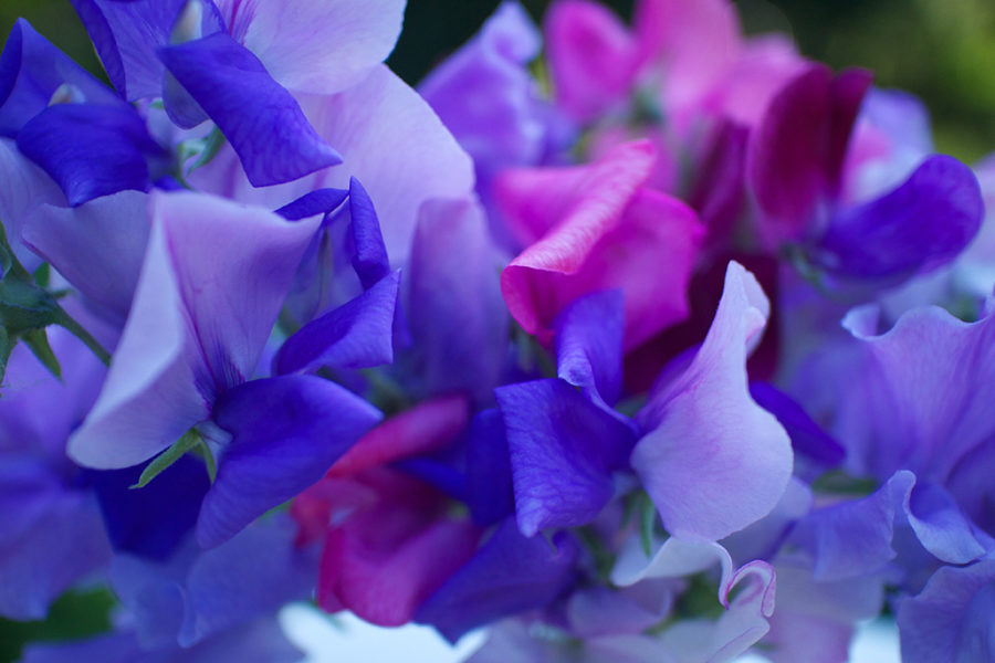 sweet pea bouquet