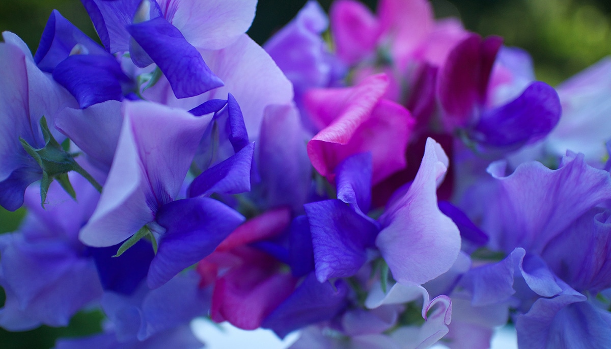 sweet pea bouquet