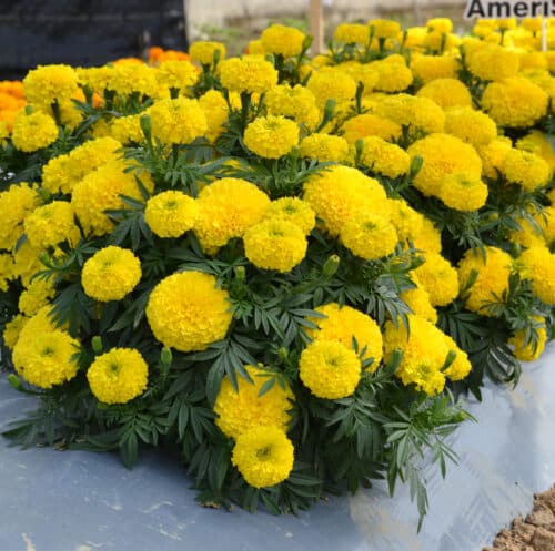 Big Duck Yellow Marigold