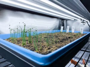 Onion seedlings under an LED grow light.