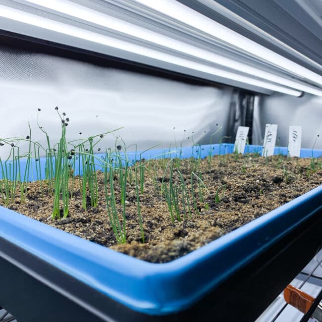 Onion seedlings under an LED grow light.