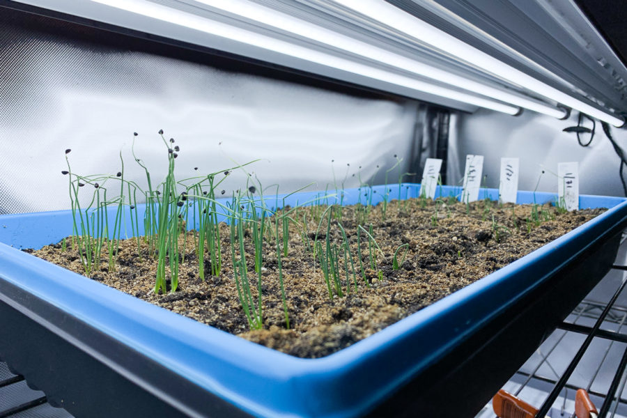 Onion seedlings under an LED grow light.