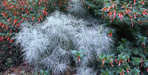 makana silver artemisia