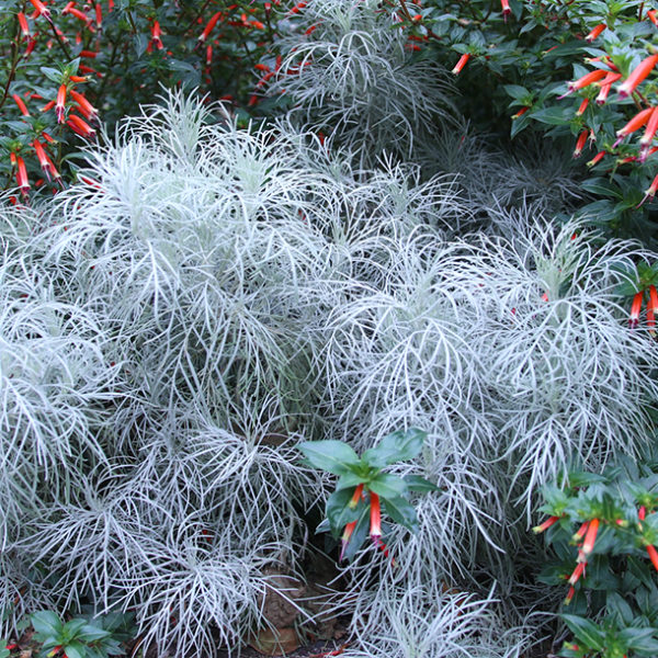 makana silver artemisia