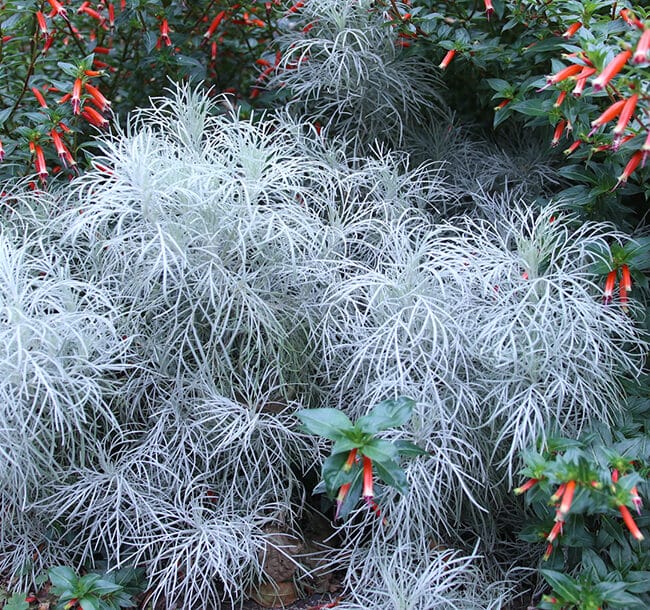 makana silver artemisia