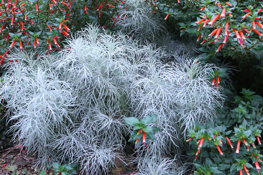 makana silver artemisia