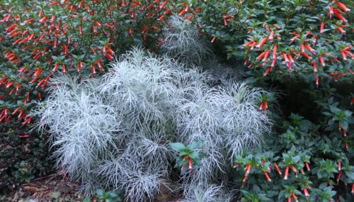 Makana Silver Artemisia