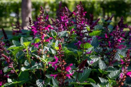 Rockin' Fuchsia Salvia 