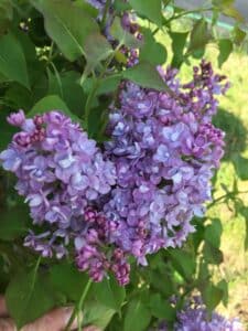 Scentara Double Blue Lilac