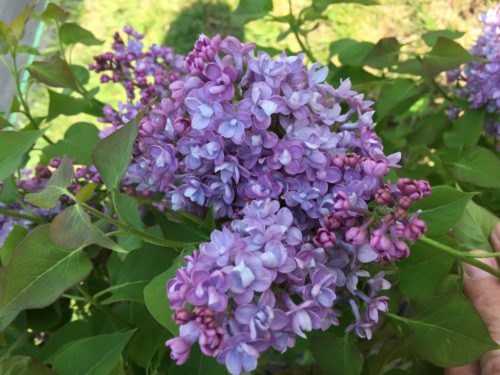 Scentara Double Blue Lilac 