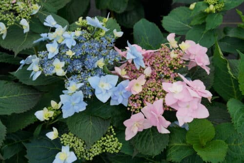 Tuff Stuff Ah-Ha Hydrangea