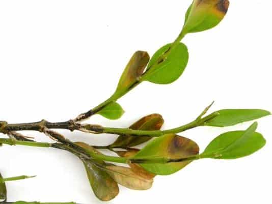 boxwood blight