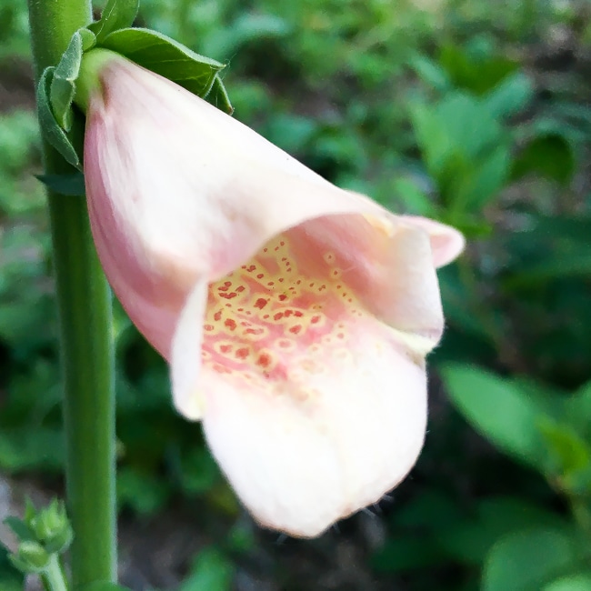 Foxglove flower