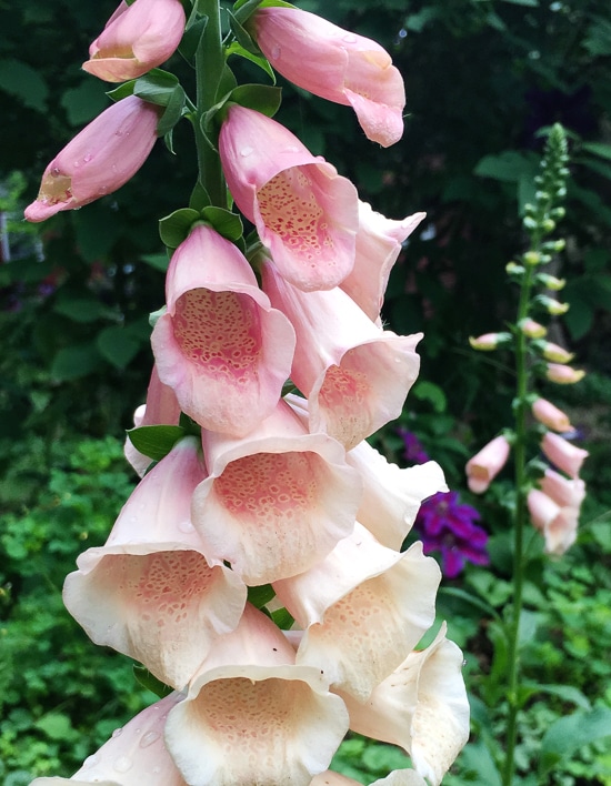 'Dalmation Peach' foxglove