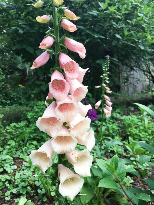 a foxglove seed-saving mistake