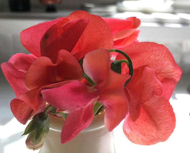 'Prince of Orange' sweet peas