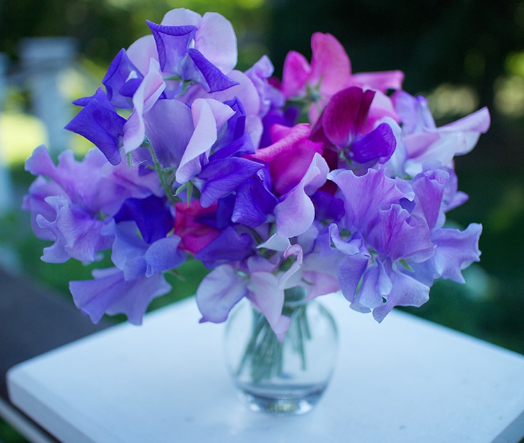 'Erehwon' sweet pea bouquet