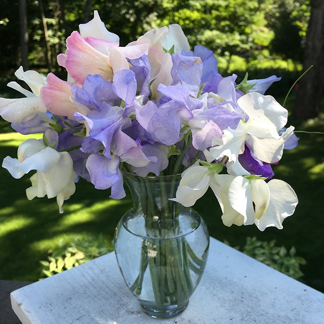 Sweet pea bouquet