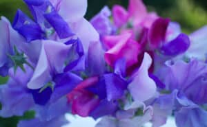 Sweet peas