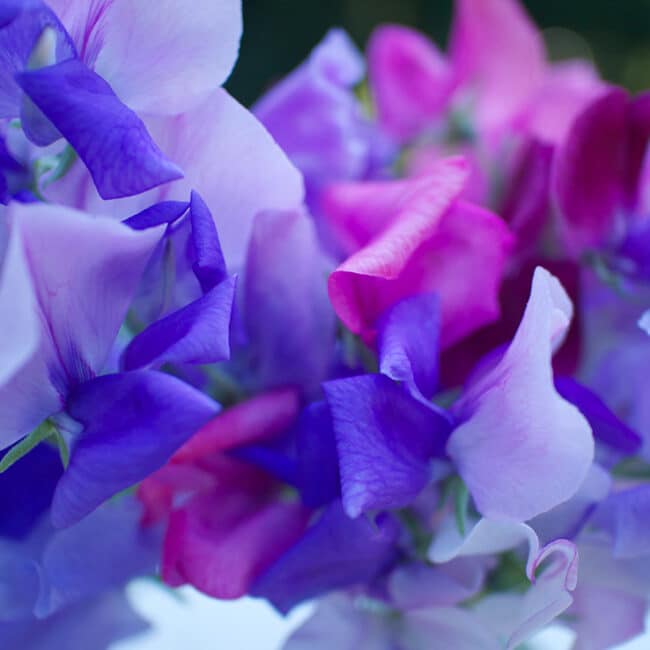 Sweet peas