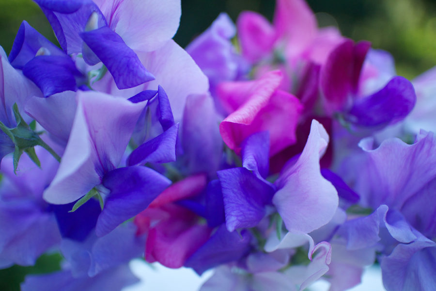 Sweet peas