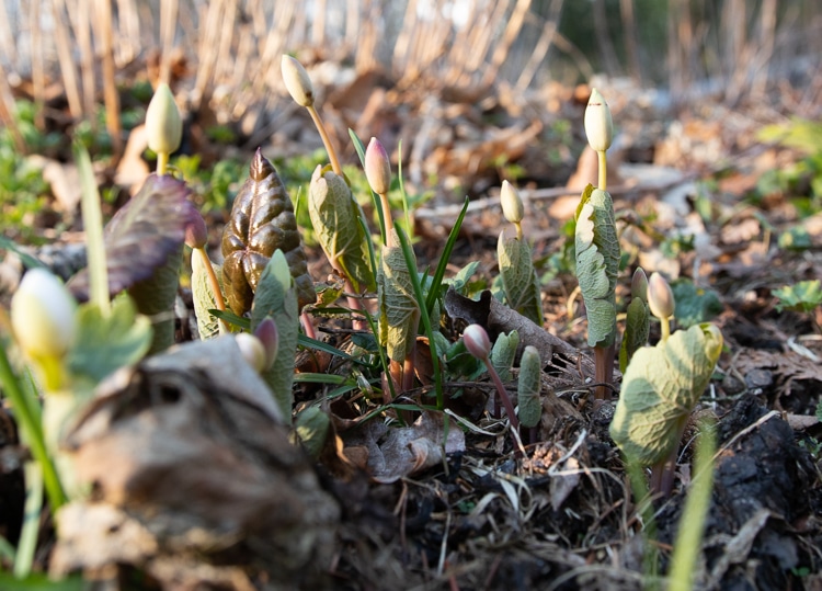 bloodroot