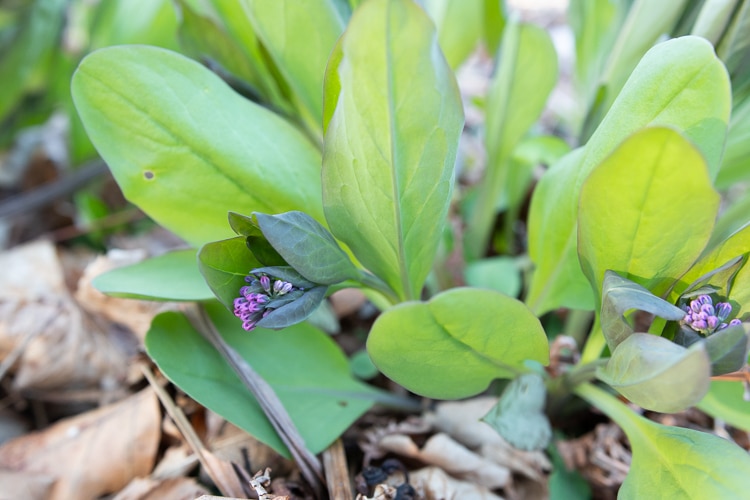 virginia bluebells flower