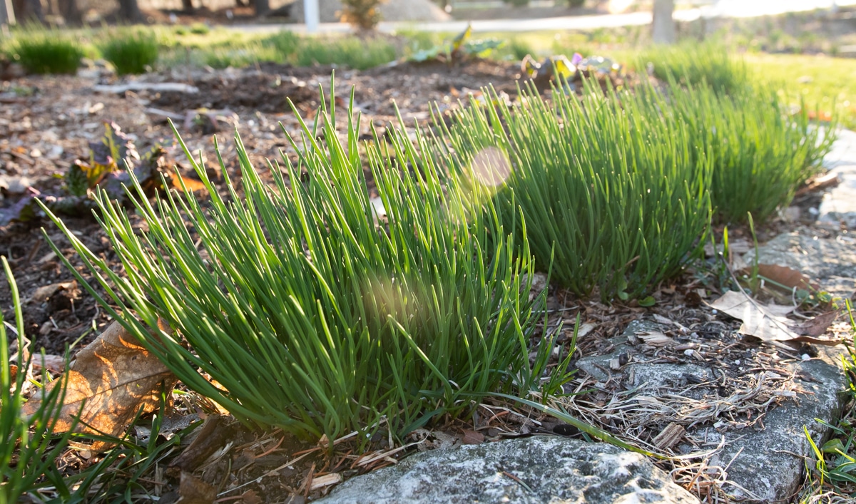 How did tasty and pretty chives get such a bad rap? | The Impatient Gardener