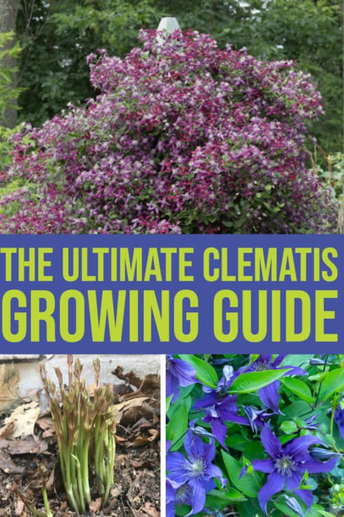 Ultimate clematis growing guide #clematis #gardening