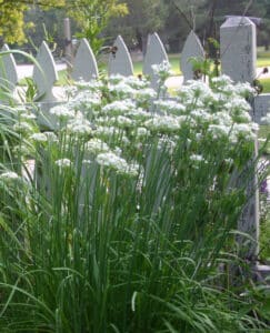 garlic chives