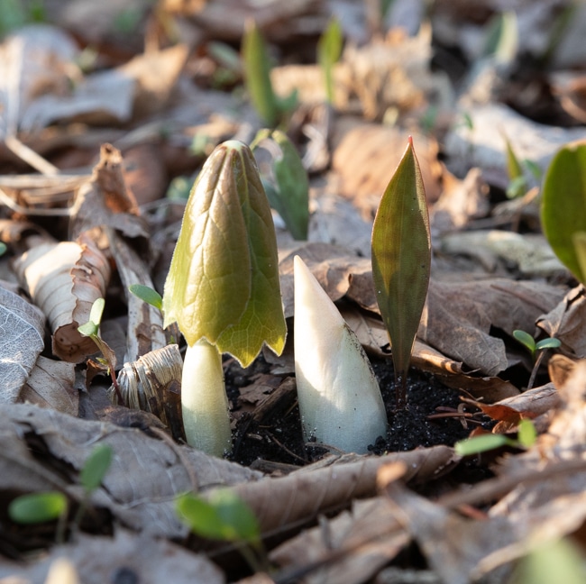 Mayapple emerging