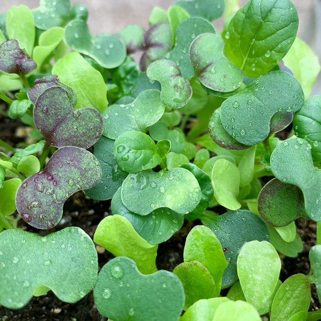 mesclun