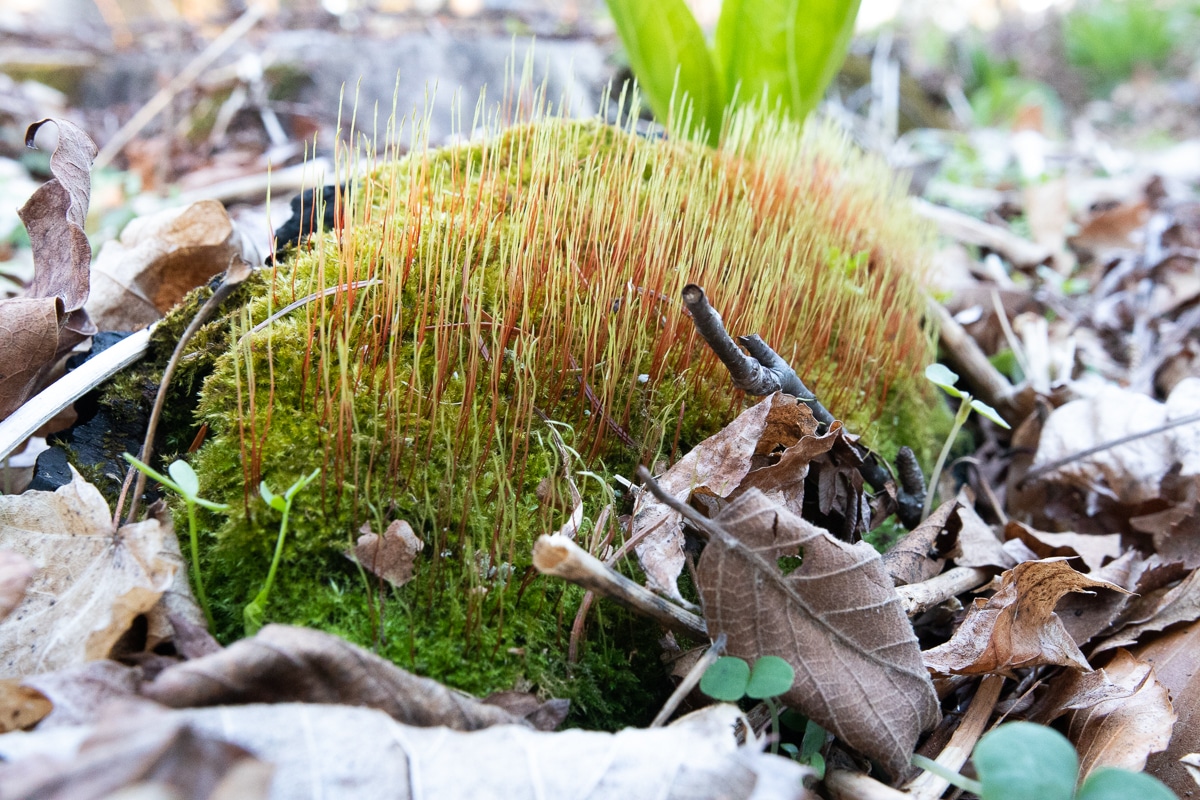 moss pincushion