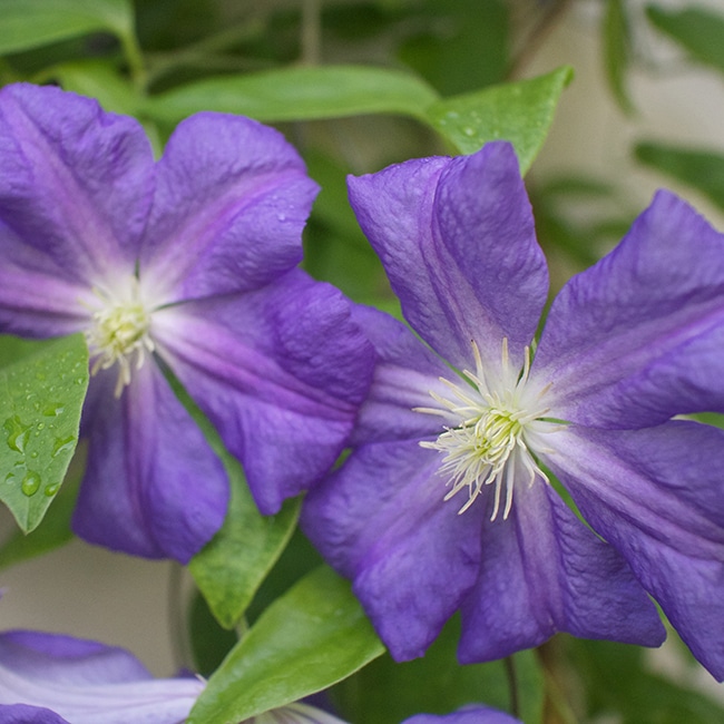 'Perle d' Azur' clematis