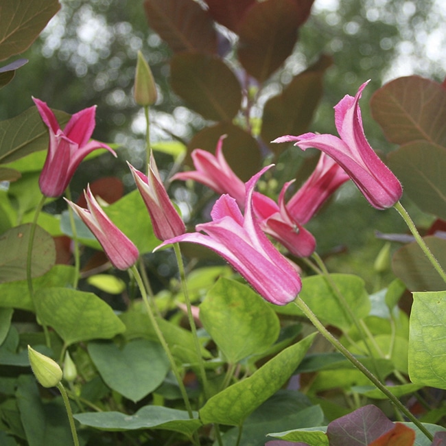 'Princess Diana' clematis