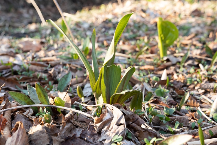 Ramps