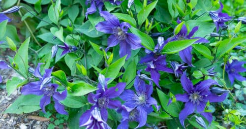 'Sapphire Indigo' clematis