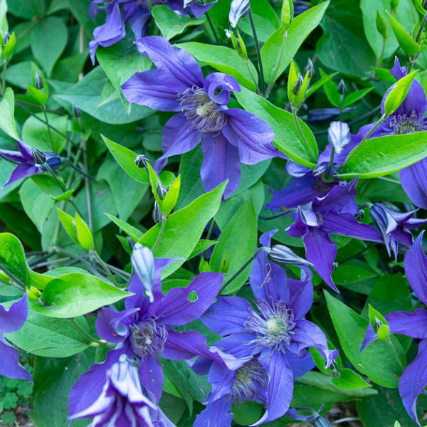 'Sapphire Indigo' clematis