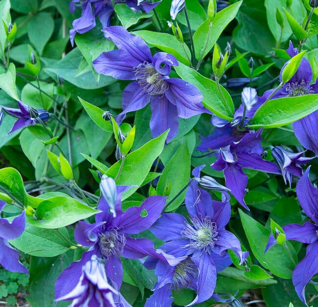 'Sapphire Indigo' clematis