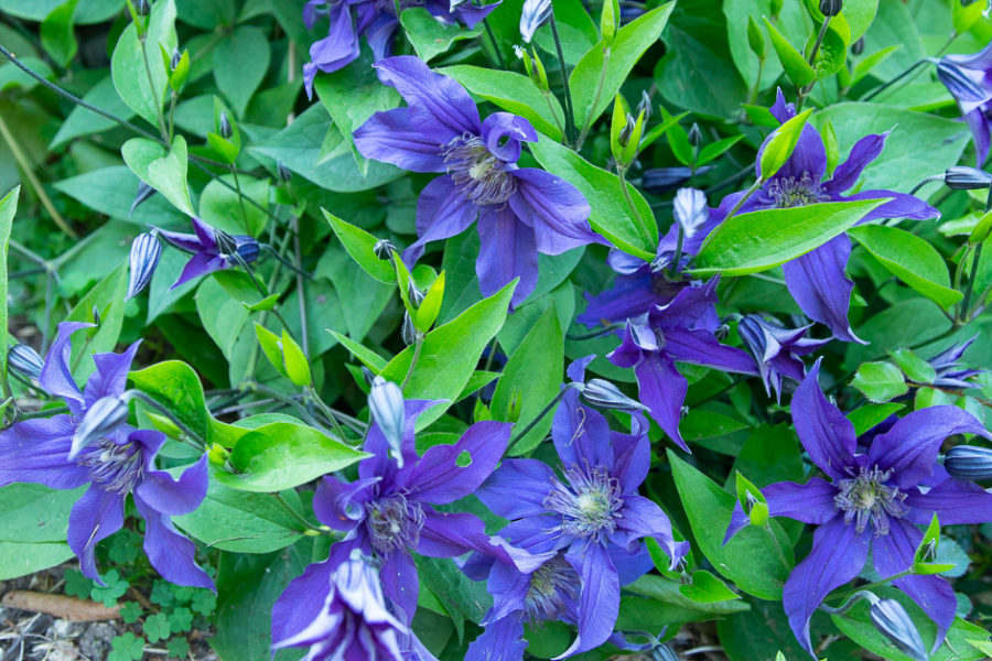 'Sapphire Indigo' clematis
